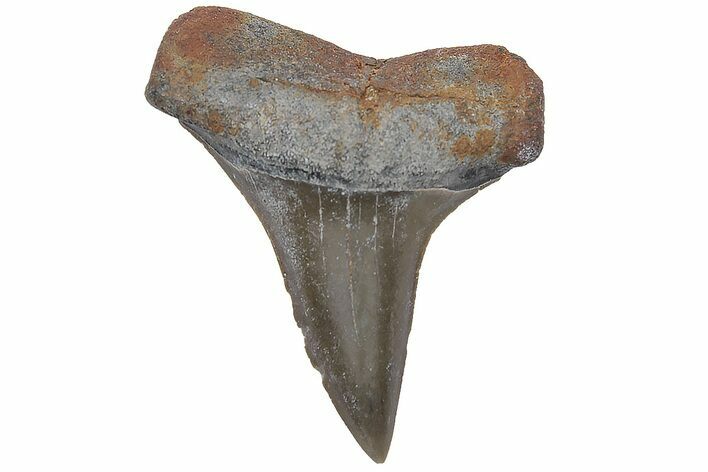 Fossil Mako Tooth - Lee Creek (Aurora), NC #220226